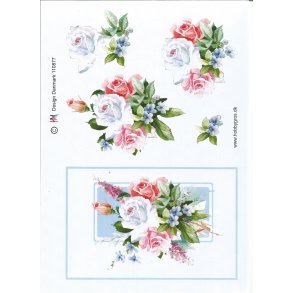 Hvide og pink roser stor